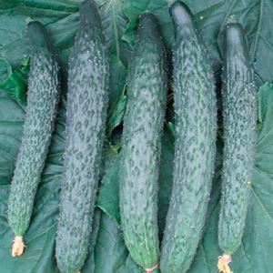 fMJLtjca01xYGTq26jAKCWimR10hjxHP300_300-1