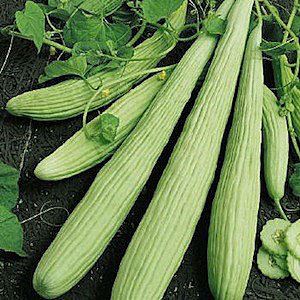 fWLZcNZRuihOEbkzKBTrKS7UIGK2Ch0D300_300-1