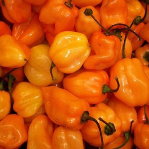 fYqvU7kxtWXy1cdzDFZrTyBH8CMdKmMw300_300-1