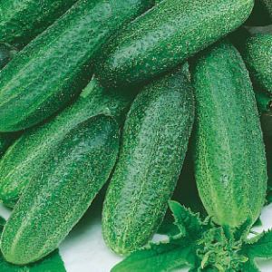 fkKA0Zq6pTFf4YPNyizjlLPXcKXhD8U8300_300-1