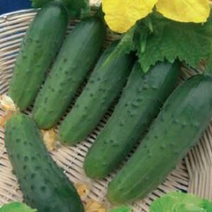 g4c6s3lZx7pUVeBv8fKGnhcRXPDoBM1L300_300-1