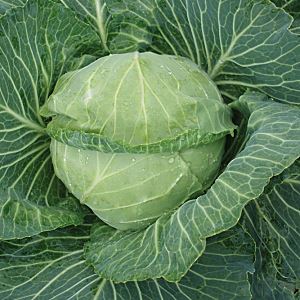 g8zyhePDCtuYbYZHZGzu1U6irHthkjXO