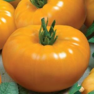 gVh92GA8TxomY6JNEcKsiaW8sn5BSTLb300_300-1