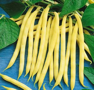 gWiOAsgTzV66KGtzqvXoJsTQgIejzbwv300_300-1