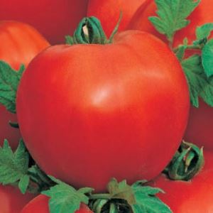 geYil2AvijMjnkHfrbhyumXaaA5JvPjm300_300-1