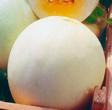 gmZeBXTWEoE0ZkNxCX8RPUz2IUoyBRNc