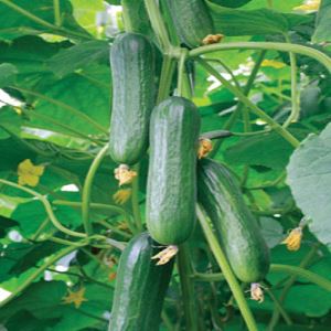 gxlL8NUmwPzJsshErij64F8hYij0dgWm300_300-1