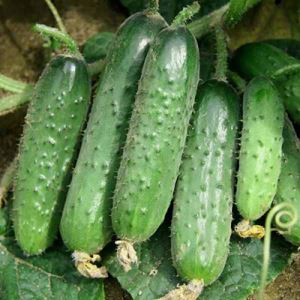 hKtX2bBGN7PuX4uVGgU5OLWe9KTYvYg5300_300-1