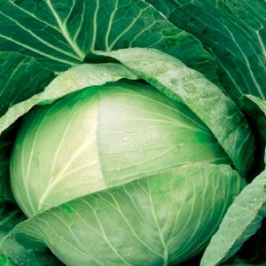 hPtJH04AGV331gj8C7SNTakFtczTqy4x300_300-1