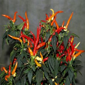 hTxJw1pOYOjD782DFIW1x7igMKbGvPJ6300_300-1