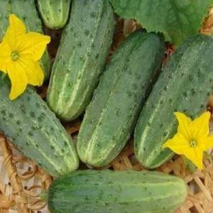 hc2bCkYYd83eITfvxzJ3ZjkKMJ5CvfQn300_300-1