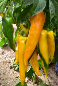 huYFMpYcH6ffNzZhzeDXAfFARdvaVKGJ