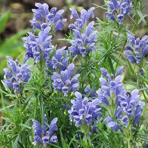 hxgA9s3pHMk8t0mDayAZD6aKKPOgfZhU300_300-1