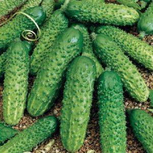 iIfiRvKlrHZezmYfTApVH8BAITpbk3qJ300_300-1