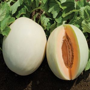 idBo7h4XhycLyGxgxYEgPgvDpyUQNzxB300_300-1