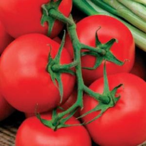 img5pHkccFK6jcowFgVpjqkHIFeqQxOR300_300-1