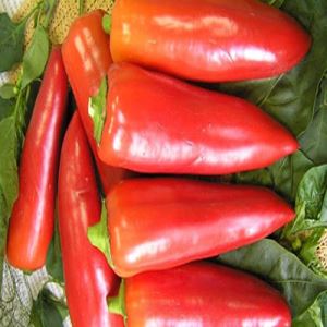 jDSzM9h8JfVQML3uZZu0lUcONVqg9IfN300_300-1