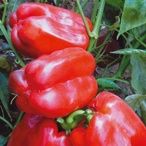 jUvPtNOBHUanSQdsxMBdJZ1ESEwKje1I300_300-1