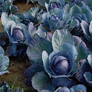 k6gDnz6DT2xtrFhZqDJxkrb0MQbGp31J300_300-1