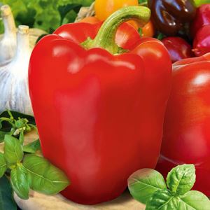 kRdNzFohP5CntG7a8OhffcrkylsUyJYB300_300-1