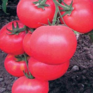 l1QT9sSyUQhQAMftKfL8bazIV0YAHv3z300_300-1