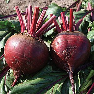 lLRu8jklz6mJiqQPBNKKAH3PhIUQvce8300_300-1