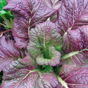 lWe6HsXJuVi1JesU07IAtaooC5BxbJqg300_300-1