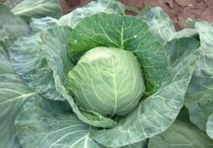 luuko7rVX1tJq53nVxVDhl1icc2RsaUS300_300-1