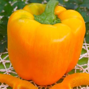 lwoinhxjnmWbxQQjAmFSukRVUVHnZ3kN300_300-1