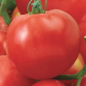 lyeXsmswILzBoyFbobqEPW0JZuwtf2aD300_300-1