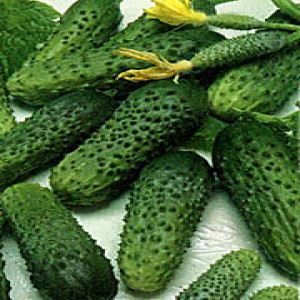 m0xur0Uobh4hdFLGAqxo63tGpWjueBT2300_300-1