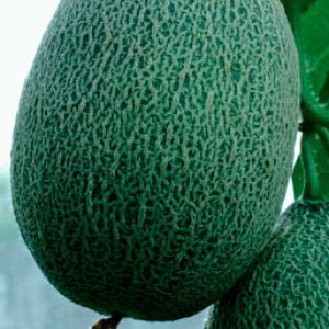 m8dqXsceWOWVGmVDHKYe25Z0cgyc4m3V300_300-1