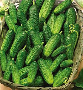 mgyD5eYNah6aPSywVzYIylXMoSEeVOfF