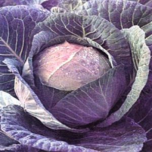 mrLHVUT1A0rom6agSql84LTLvFVyxDXR300_300-1