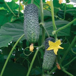 msRhUg9VjpD6IblU0jjkdqRO907olpIA300_300-1