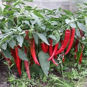 n5bT2ENKS28z6YxdEqbngak6B4bk5wQp300_300-1