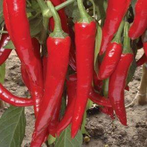 nDjcM1Auq2apug3RUz44CegCgfJgVexq300_300-1