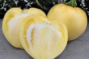 nTCzJvW6VlgRYOfVqFpHfuRnsyLHzeUZ