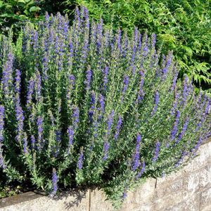 nW0RvGo66r7vmKejDRO3PpOcURGpaaYU300_300-1