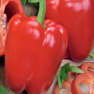 oO3lYYhMc00gF8ynzDtj8gA0k6EghyNS300_300-1