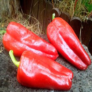 oQkTnnt4qdT5EYbMy0JAvJDfPTBYWzth300_300-1