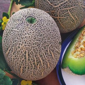 ogDWeyKUIMTrSPmiGQi8a9AnEjby7pzx300_300-1