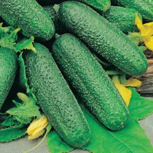 onpl7yktmD78sozC9BWg6CvPQC1bnSA1300_300-1