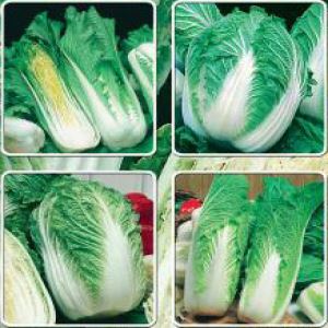 osyAagLfZUbMkFceTj6HzdYz959eQhNP300_300-1