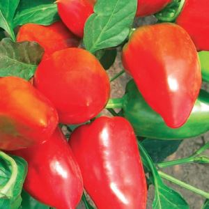 owJMI9OBHdOkDwlkcwG82gbZFWg5dsD5300_300-1