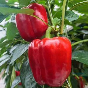 p2A4ZI6B8tCdv9NLUKNuds05CDDh1BtH300_300-1