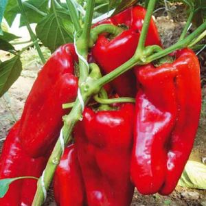 p3LfC5yE6oGhO43yQa4x1C4vUbnhp8Mw300_300-1