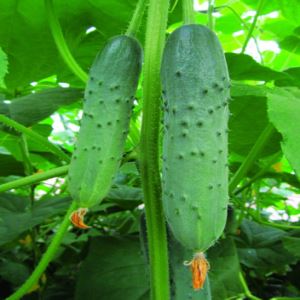 pGDHHJWlrAD1yCXrwLNNnP5TW3xI6HUO300_300-1