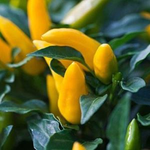 pXYgGYPWQbji4rr7IUBsWahY24YKCTNo300_300-1