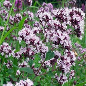 pglhaEpXKaB9f1K8gDXKmKzwA9ikhWUK300_300-1